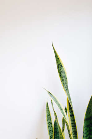 A beautiful domestic plant on a white background with space for textの写真素材