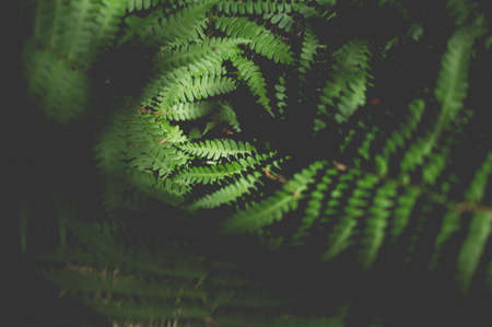 A beautiful shot of green leaves in a wild forest with shadowsの写真素材