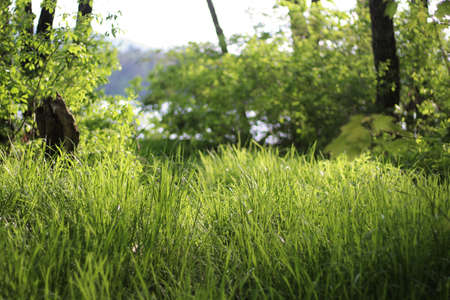 A low angle shot of grass in the forest with trees