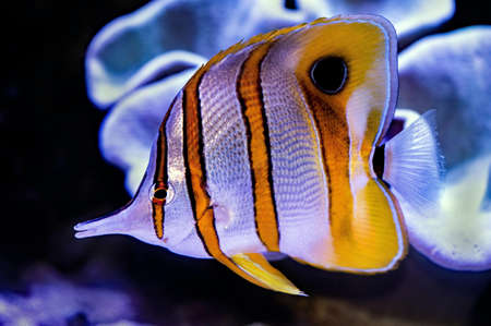 A closeup of a Copperband butterflyfish in an aquarium under the lights