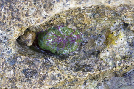 green morph Snakelocks anemone Anemonia viridis, tentacles retracted exposed  in almost empty rock...