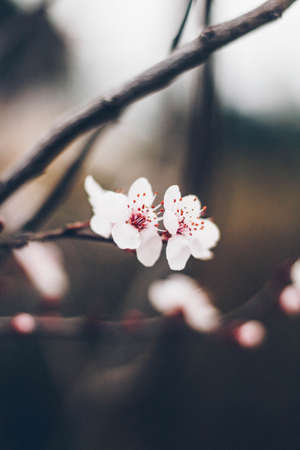 Two white blossom flowers on a tiny branchの写真素材