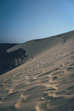 A vertical shot of trees near sand dunes in the desert with a clear dark blue sky in the backgroundの写真素材