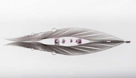 A single feather with its reversed reflection on a white backgroundの写真素材