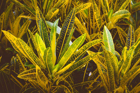 A closeup of yellow and green leaf croton plantsの写真素材
