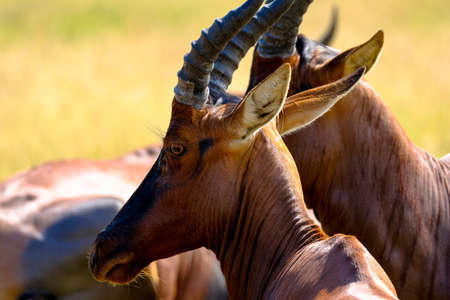 A closeup of a two hartebeest with blurred background on a sunny dayの写真素材