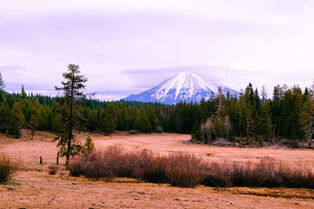 A beautiful field with dry bushes and green pine trees with a high amazing snowy mountain in the backgroundの写真素材