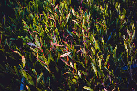 Green and red plant leafs forming natural textureの写真素材