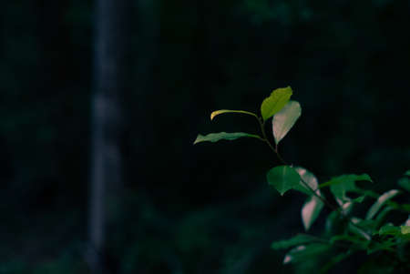 A closeup shot of a green plant branch with leaves and dark blurred backgroundの写真素材
