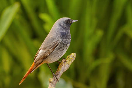 Wintering male Black redstart, Phoenicurus ochruros lit by flash on perch in an urban garden, . Attard, Malta, Mediterranean,の写真素材