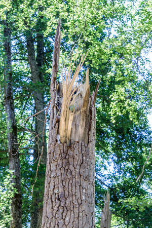 A vertical shot of a cracked tree stump with green trees in the backgroundの写真素材