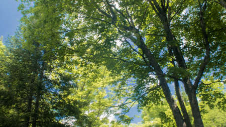 Bright green trees under the summer sky in Canada.