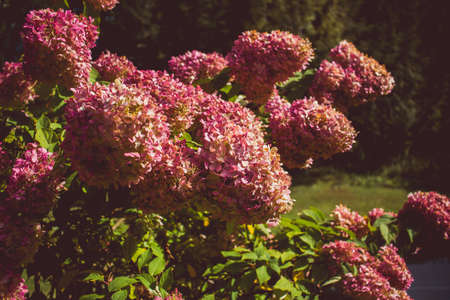 A closeup shot of pink hydrangea flowers on a sunny day with blurred natural background