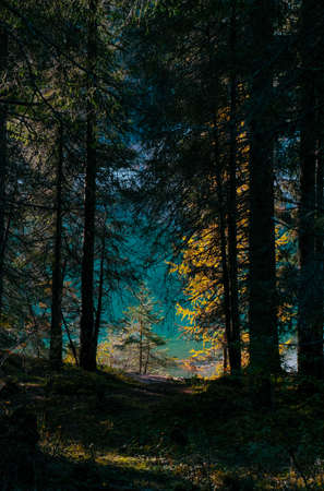 a vertical shot of yellow and green trees in the forest on a sunny dayの写真素材