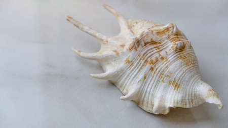 A closeup shot of a decorative seashell on a white marble background