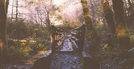 A wooden bridge built in the forest