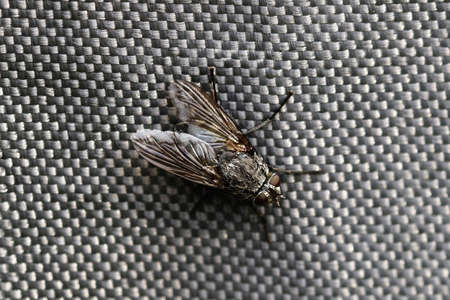 A closeup of a fly on a grey surface under the lights