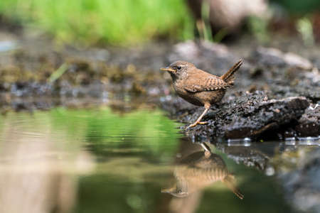 A juvenile Northern Wren drinkingの写真素材