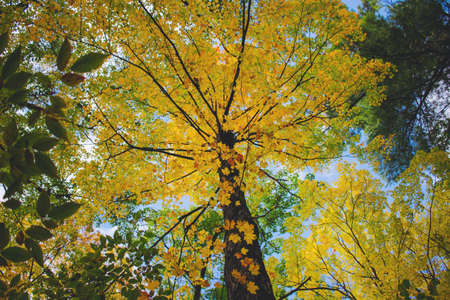 A low angle shot of a beautiful tall tree with golden leaves during Autumn in the forestの写真素材