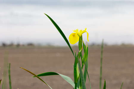 A closeup shot of a yellow narcissus flowerの写真素材