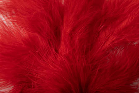 A dark red plant on a white backgroundの写真素材