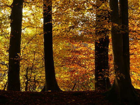 A beautiful shot of an autumnal forest with lots of trees
