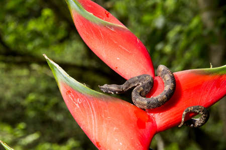 Slender hog-nosed pitviper, Porthidium ophryomegas in pre-montane rainforest, Caribbean slope foothills, Costa Rica,の写真素材