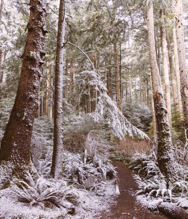 A beautiful shot of a forest with vibrant greeneryの写真素材