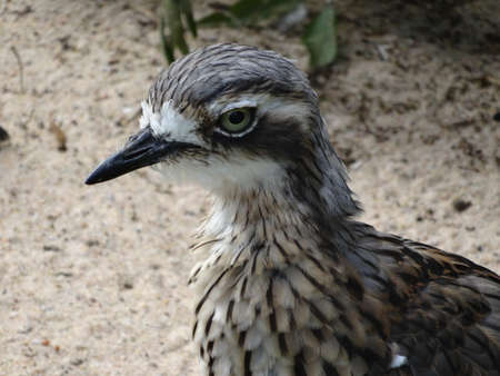 A closeup of a Bush stone-curlew under the sunlight with a blurry background