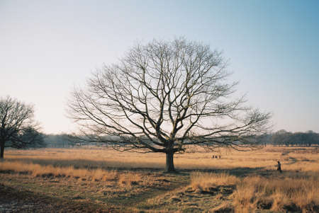 A Beautiful bare tree in a field with amazing clear blue sky in the background