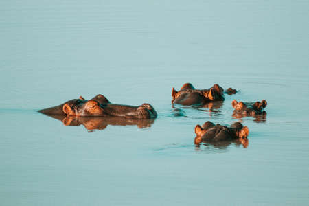 Four hippos cooling off in the dam with the heads above the water