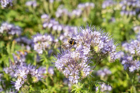 A selective focus shot of an insect on a bloomed wild teaselの写真素材