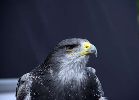 With sharp eyes and sharp beak its alert and ready to fly