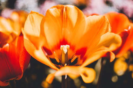 A closeup shot of a beautiful orange tulip growing in the garden