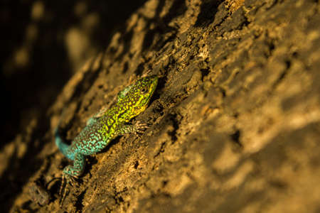 A closeup shot of a beautiful green chameleon climbing a rock