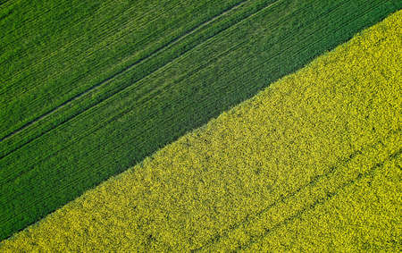 A beautiful agricultural half green half yellow grass field shot with a droneの写真素材