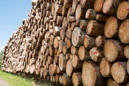 Big pile of raw wood logs