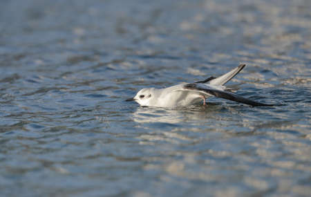 Wintering juvenile Little gull Hydrocoloeus minutus, Larus minutus, preening a stretched wing while...