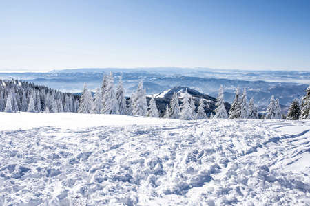 A beautiful scenery of a mountain ski resort surrounded by fir trees
