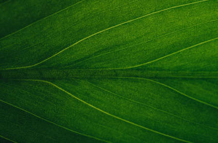 Green beautiful leafy texture - extreme closeup of a leaf shot in black and whiteの写真素材