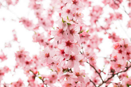 Beautiful blooming light pink cherry blossomの写真素材