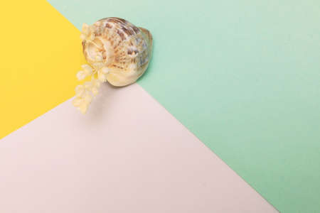 Snail shell yellow white and light greenの写真素材