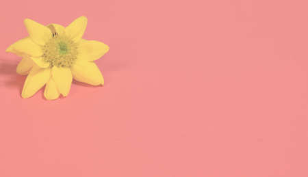 Blooming sunflower on pink background with space for a special message on Valentine's Day. Top Image