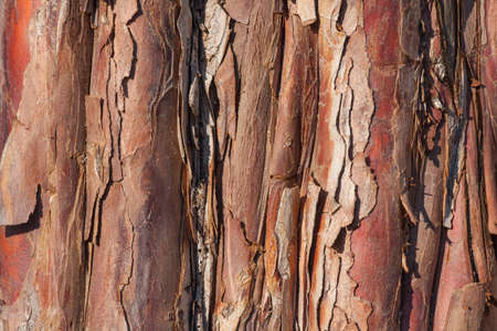A closeup shot of a brown tree bark texture