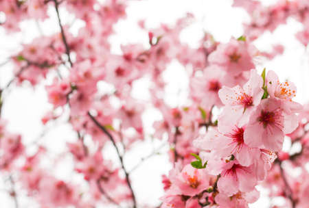 Beautiful blooming light pink cherry blossom