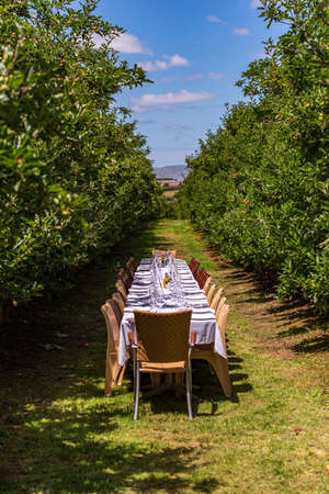 A vertical shot of a long dining table set outdoors at an orchard with rustic chairs