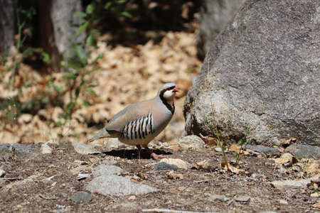 A closeup of a chukar partridge on the ground covered in rocks under the sunlight with a blurry backgroundの写真素材