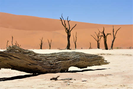 A close shot of a broken camel thorn tree in the desert with sand dunes and a clear sky in the backgroundの写真素材