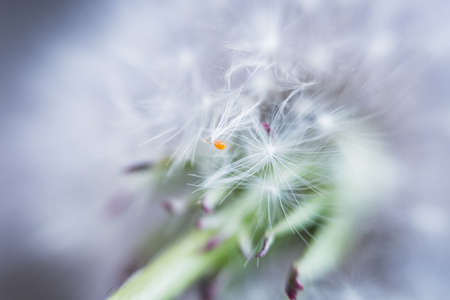 A close up shot of white flowersの写真素材