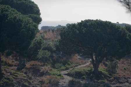 A landscape shot of a pathway into the forestの写真素材